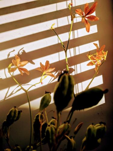 Dasari Hazy-Light-Lazy-Lillies 2